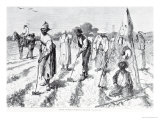 Cotton Culture Covering the Seed from "Harpers Weekly " 24th April 1875